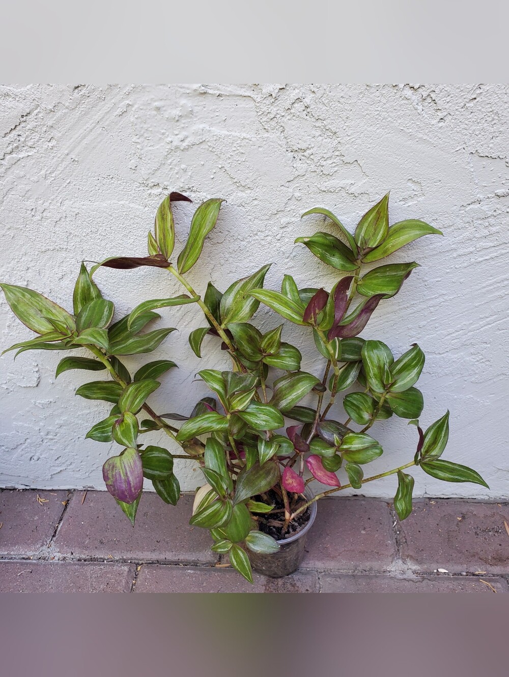 Super Lush Tradescantia Discolor Multicolor Live Plant